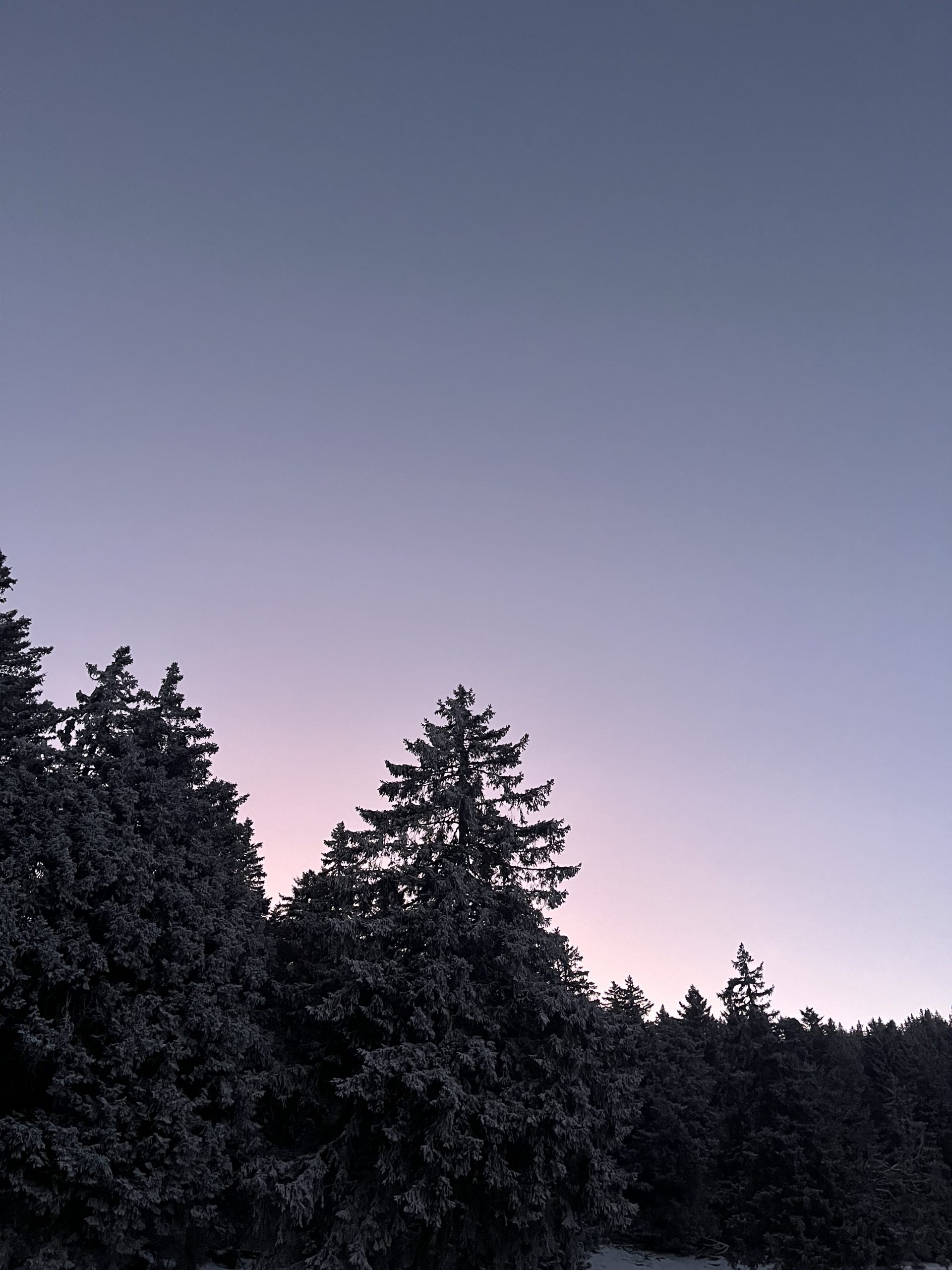 cours de yoga Annecy, sous les sapins du Semnoz